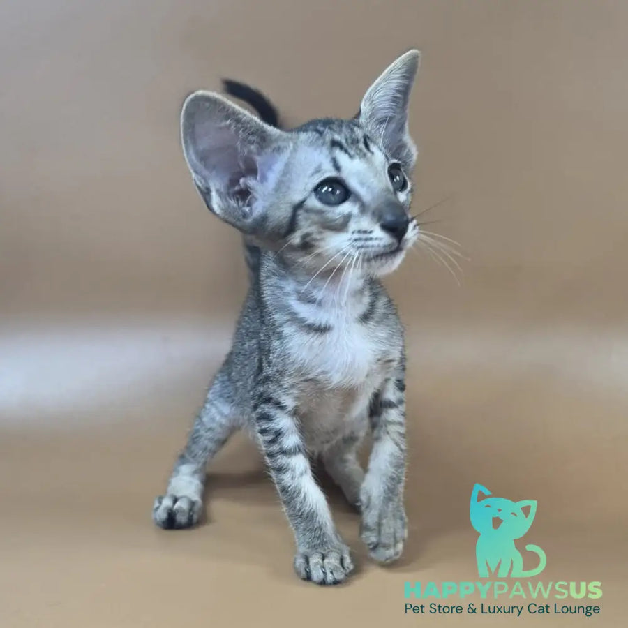 Yara Oriental Shorthair female black spotted tabby - live animals