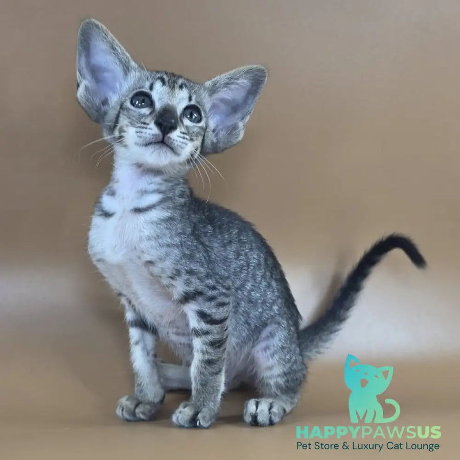 Yara Oriental Shorthair female black spotted tabby - live animals