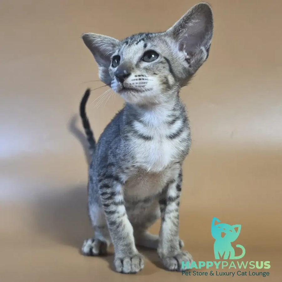 Yara Oriental Shorthair female black spotted tabby - live animals