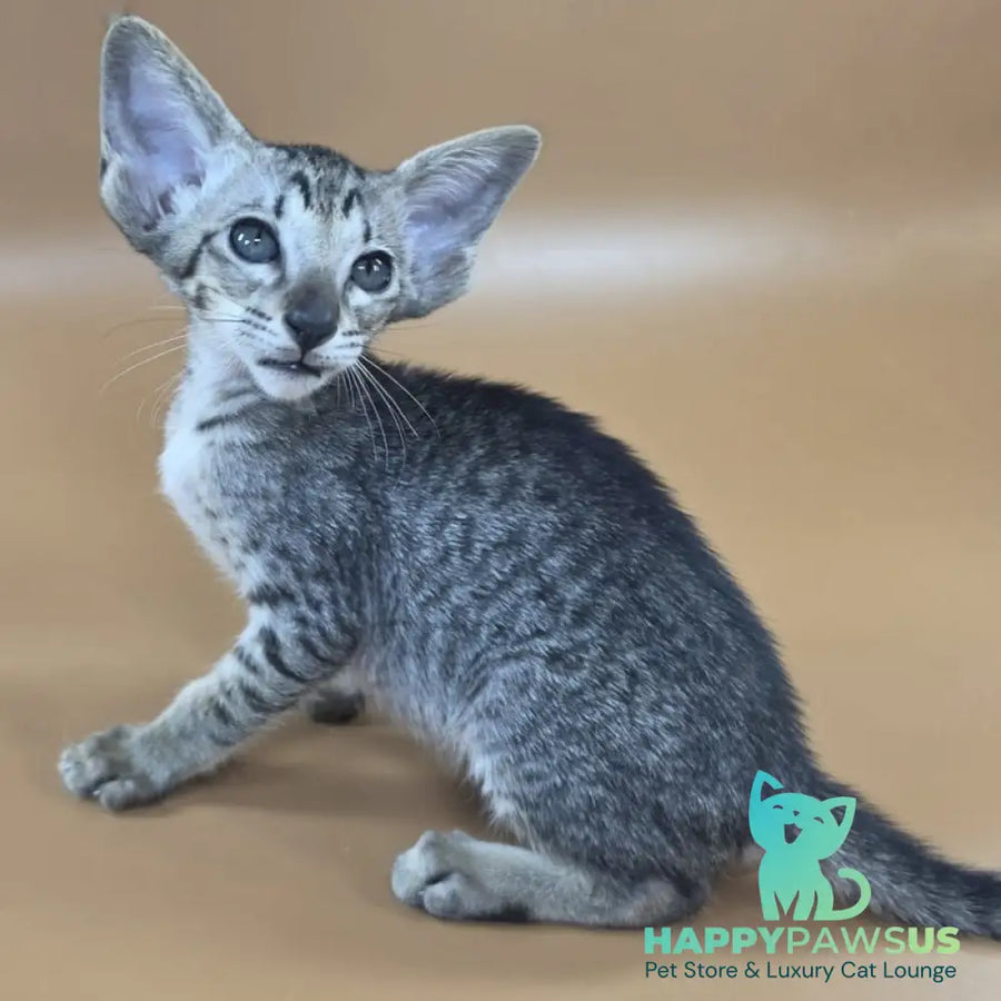 Yara Oriental Shorthair female black spotted tabby - live animals