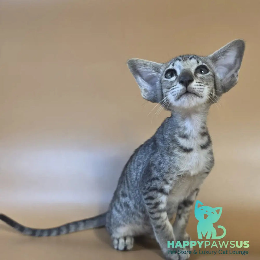 Yara Oriental Shorthair female black spotted tabby - live animals