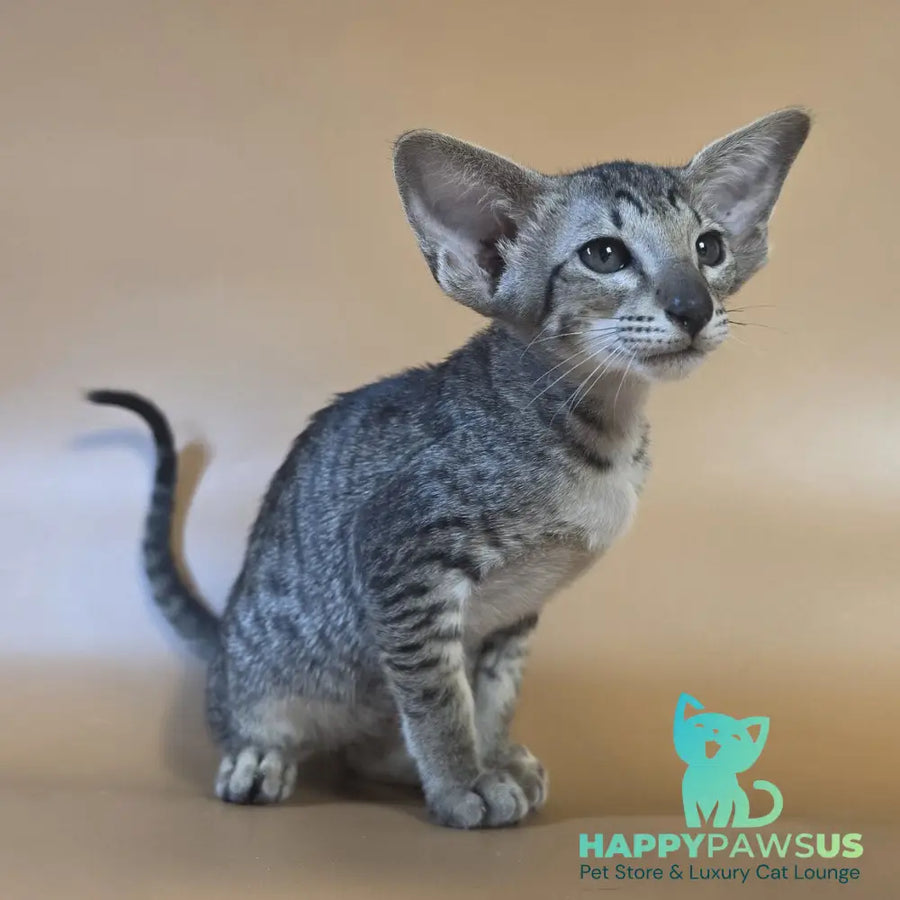 Yara Oriental Shorthair female black spotted tabby - live animals