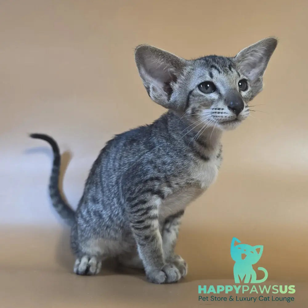 Yara Oriental Shorthair female black spotted tabby - live animals