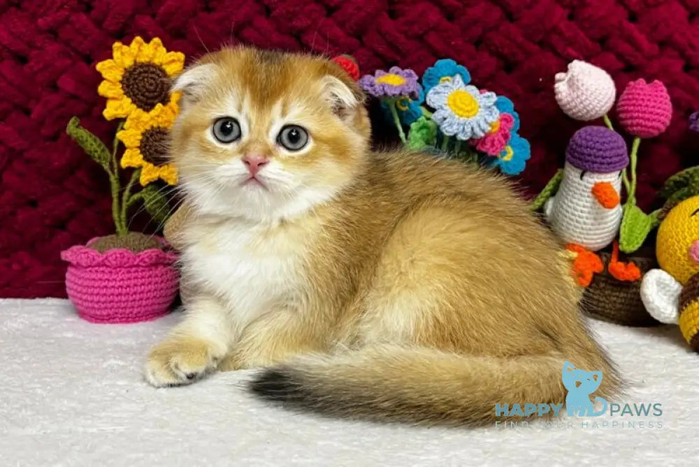 Yara Scottish Fold female black golden shaded live animals