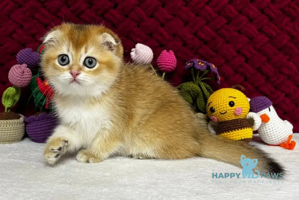 Yara Scottish Fold female black golden shaded live animals