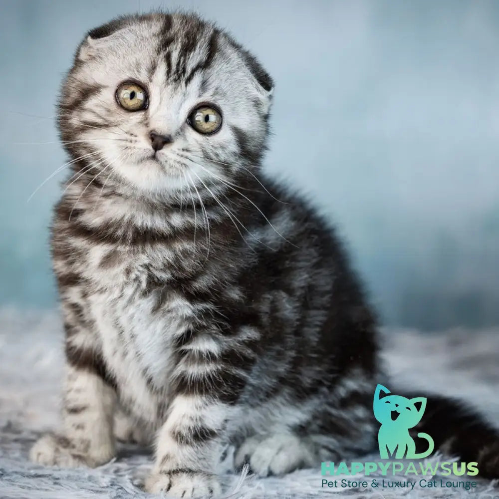 Yara Scottish Fold female black silver tabby - live animals