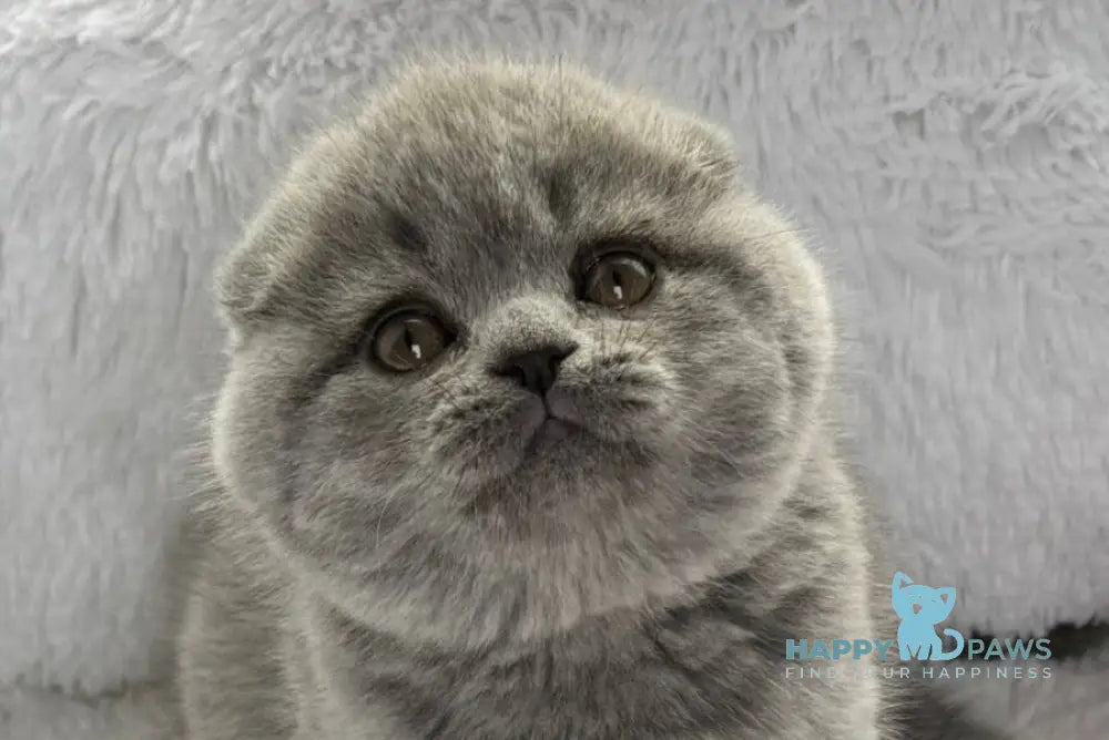 Yara Scottish Fold female blue live animals