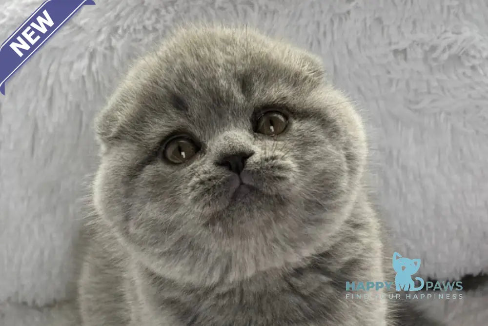Yara Scottish Fold female blue live animals