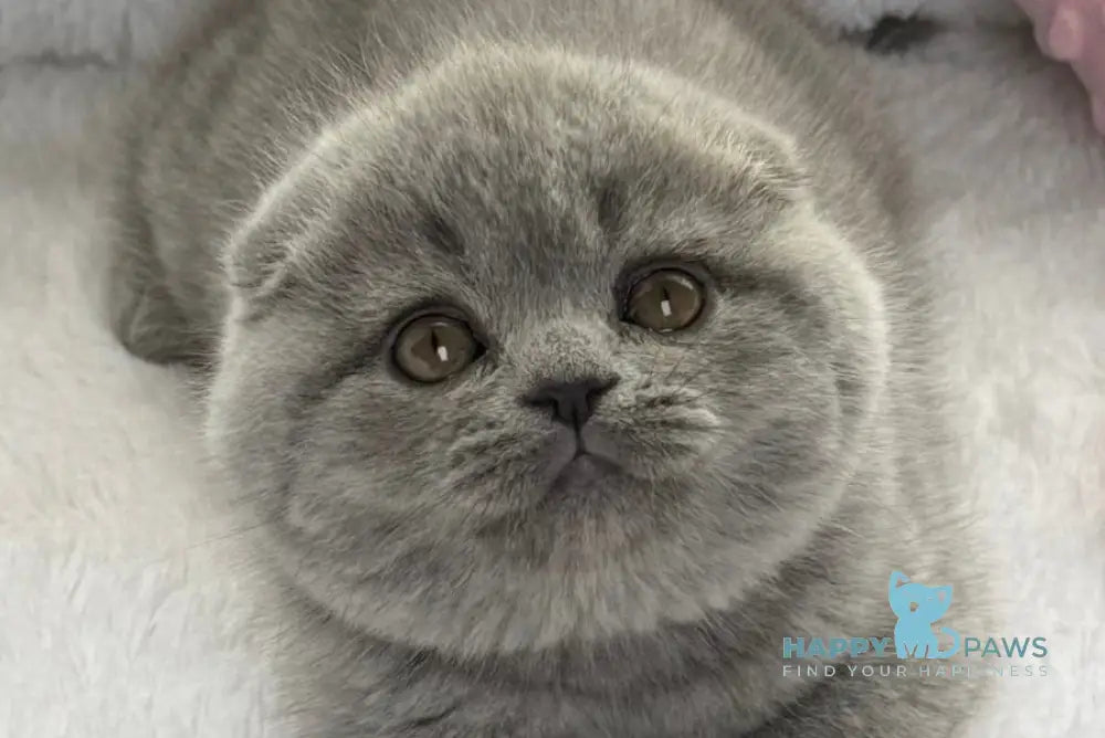 Yara Scottish Fold female blue live animals