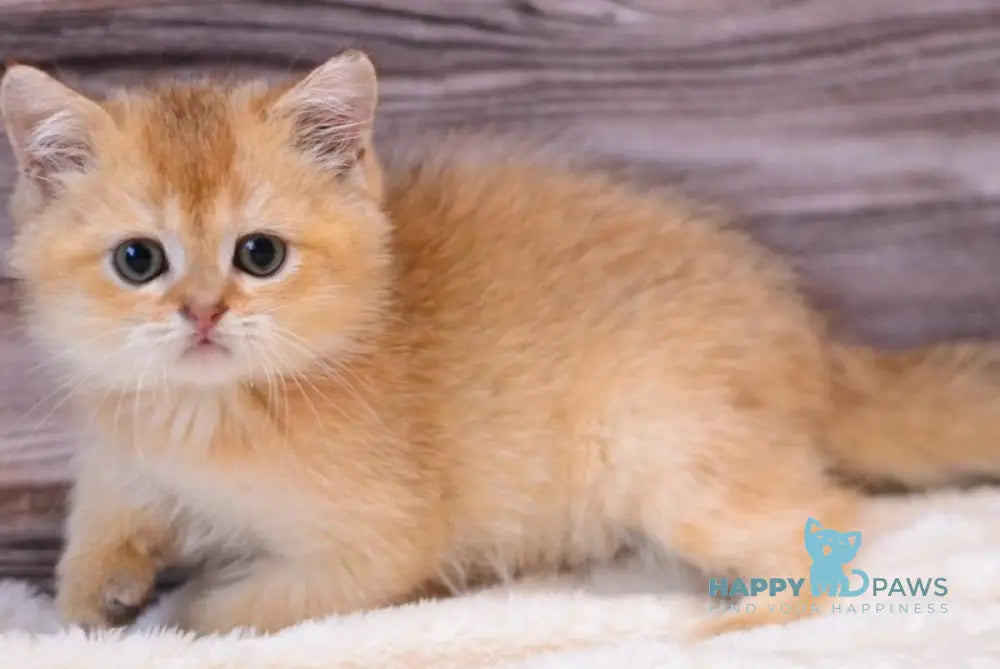 Yarik British Shorthair male chocolate golden shaded live animals