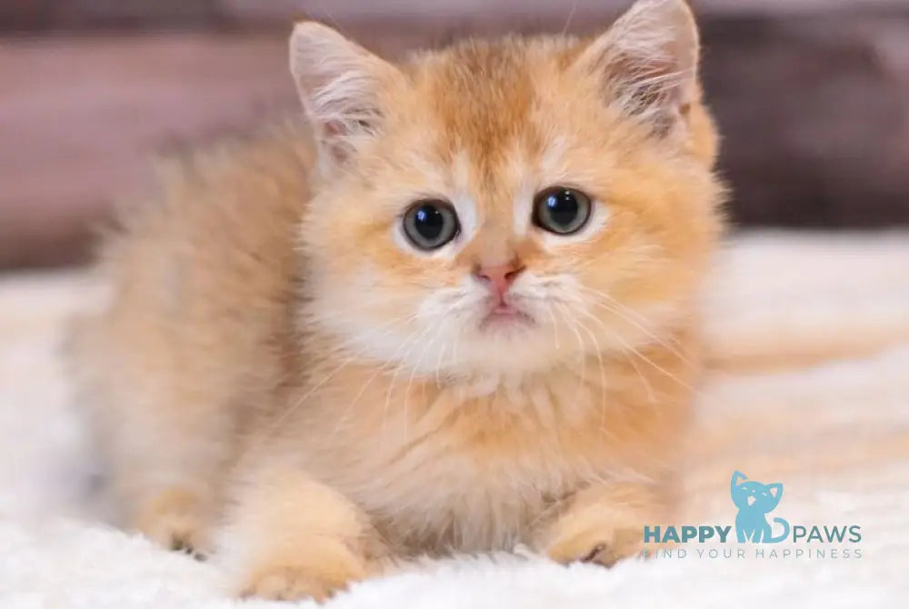 Yarik British Shorthair male chocolate golden shaded live animals