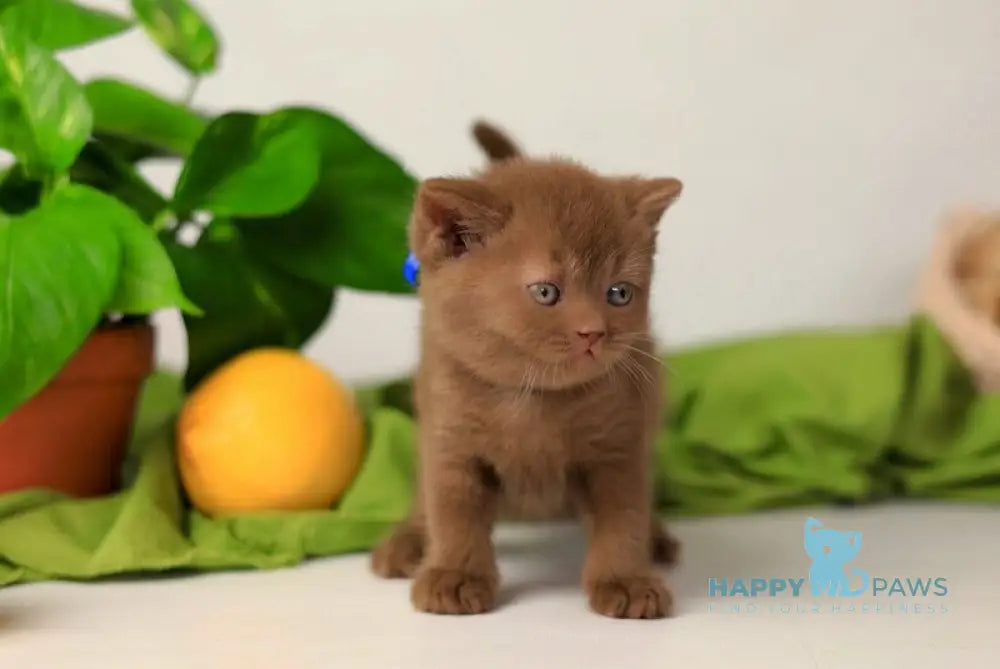Yarik British Shorthair male cinnamon live animals