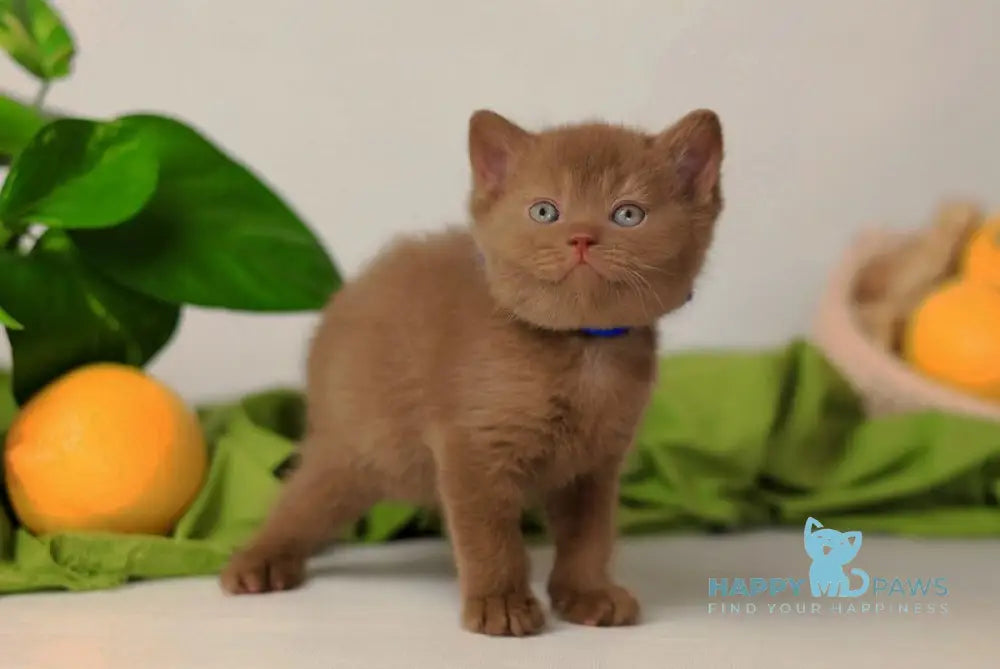 Yarik British Shorthair male cinnamon live animals