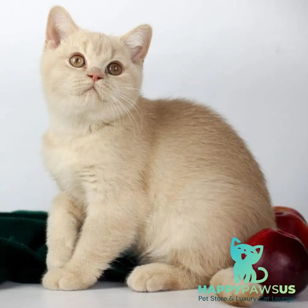 Yarik British Shorthair male cream - live animals
