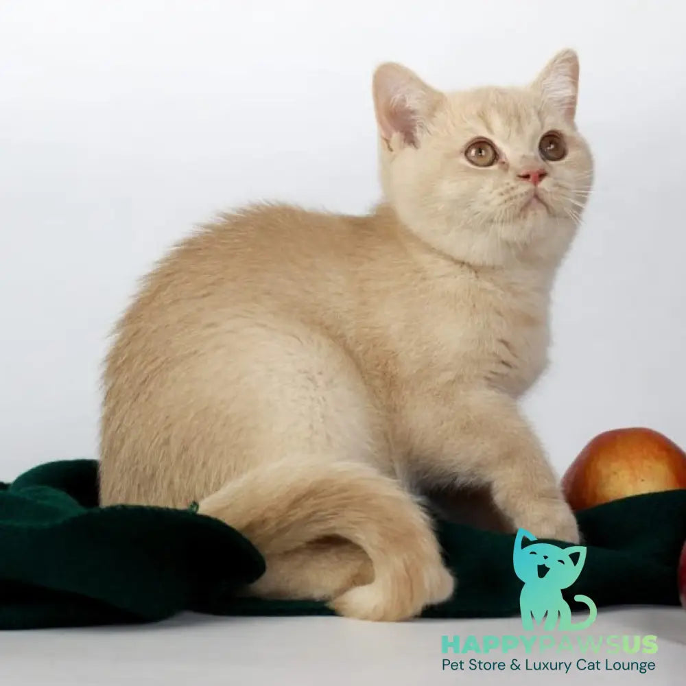 Yarik British Shorthair male cream - live animals
