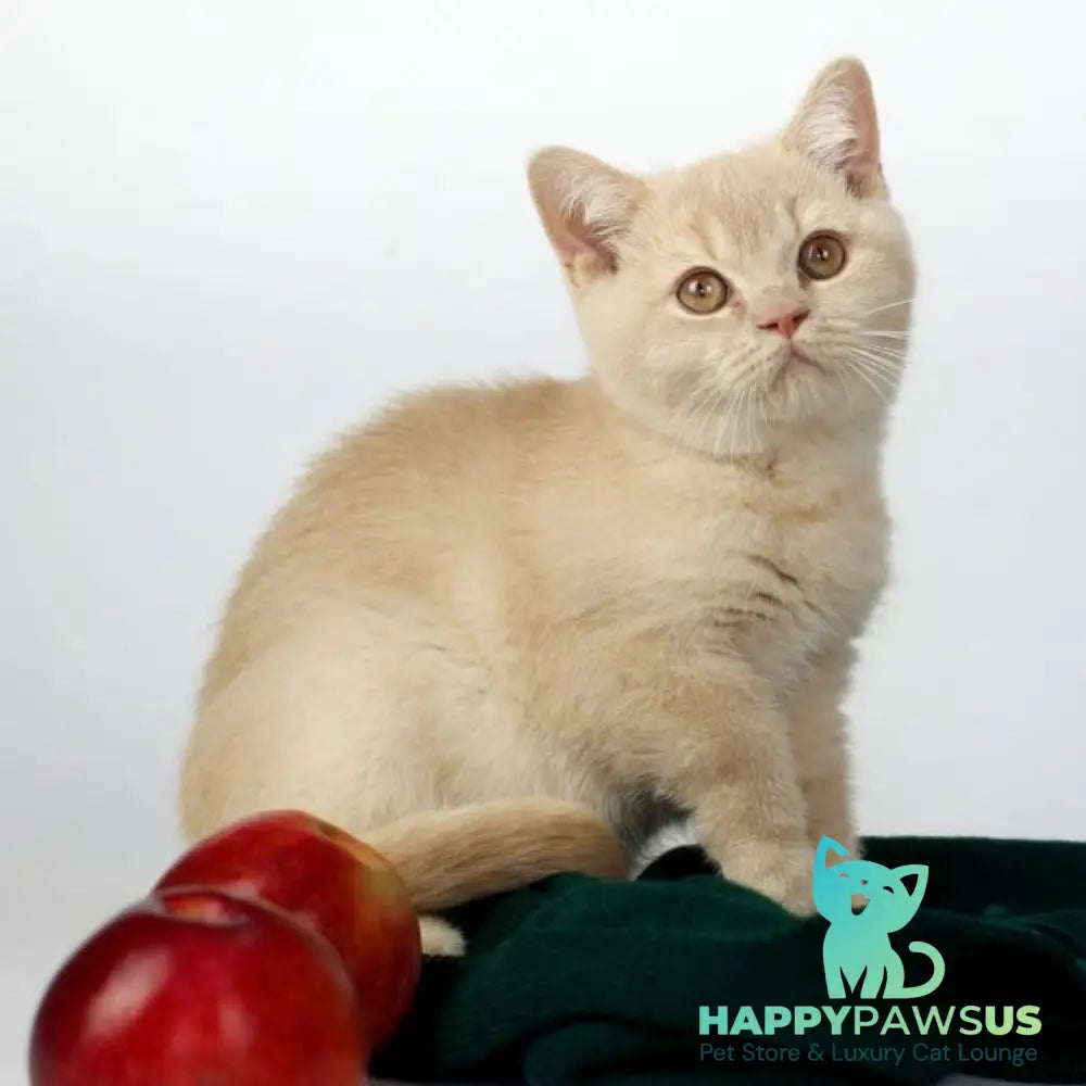 Yarik British Shorthair male cream - live animals