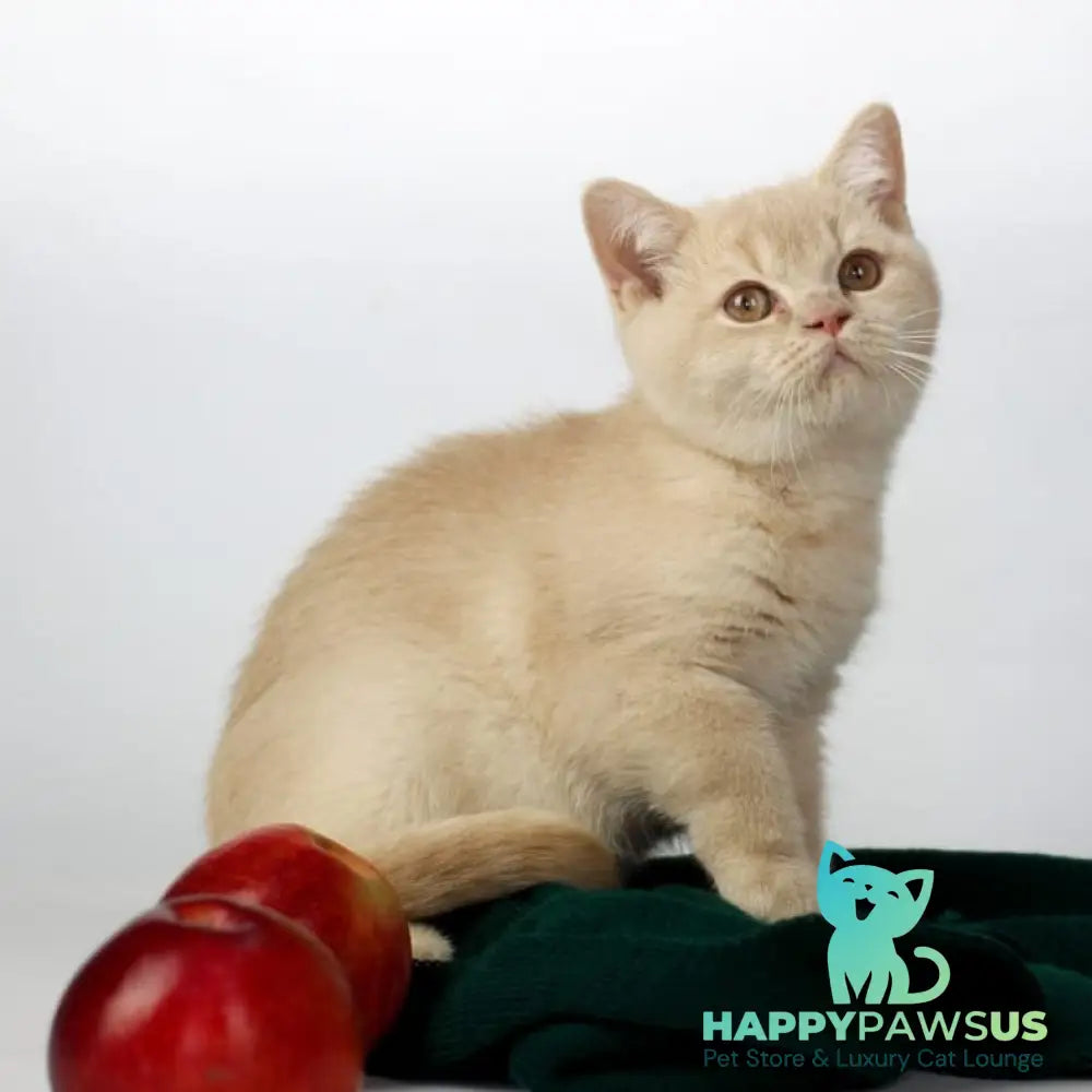 Yarik British Shorthair male cream - live animals