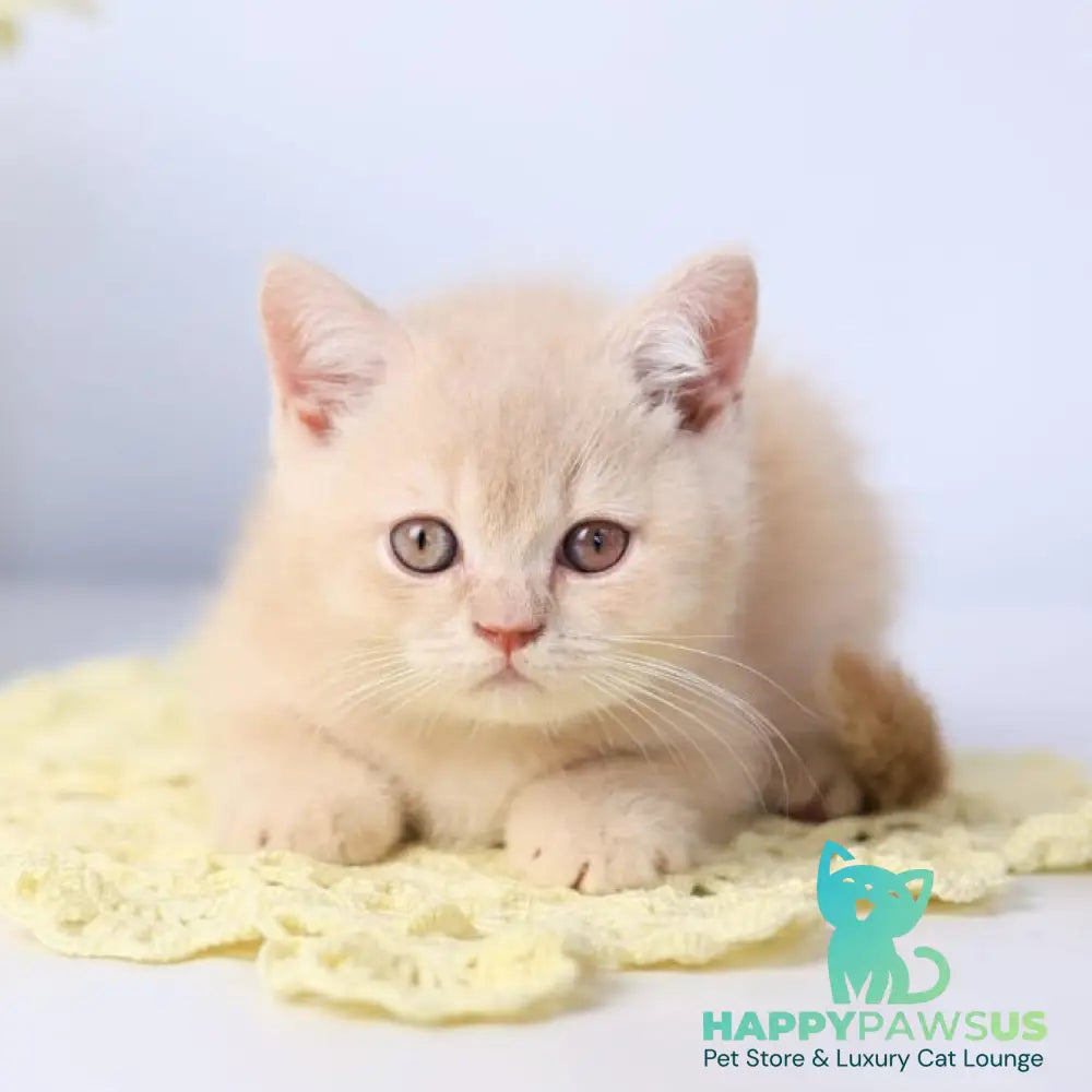 Yarik British Shorthair male cream - live animals
