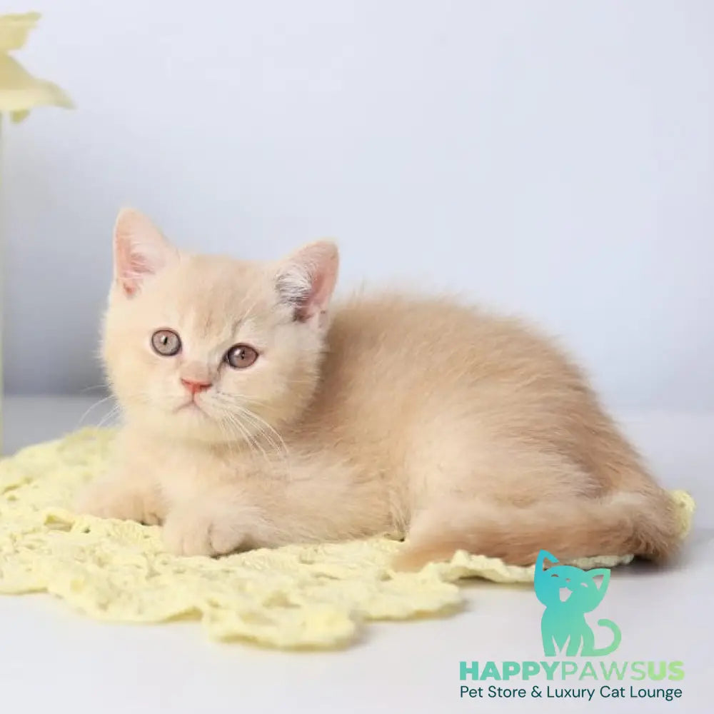 Yarik British Shorthair male cream - live animals