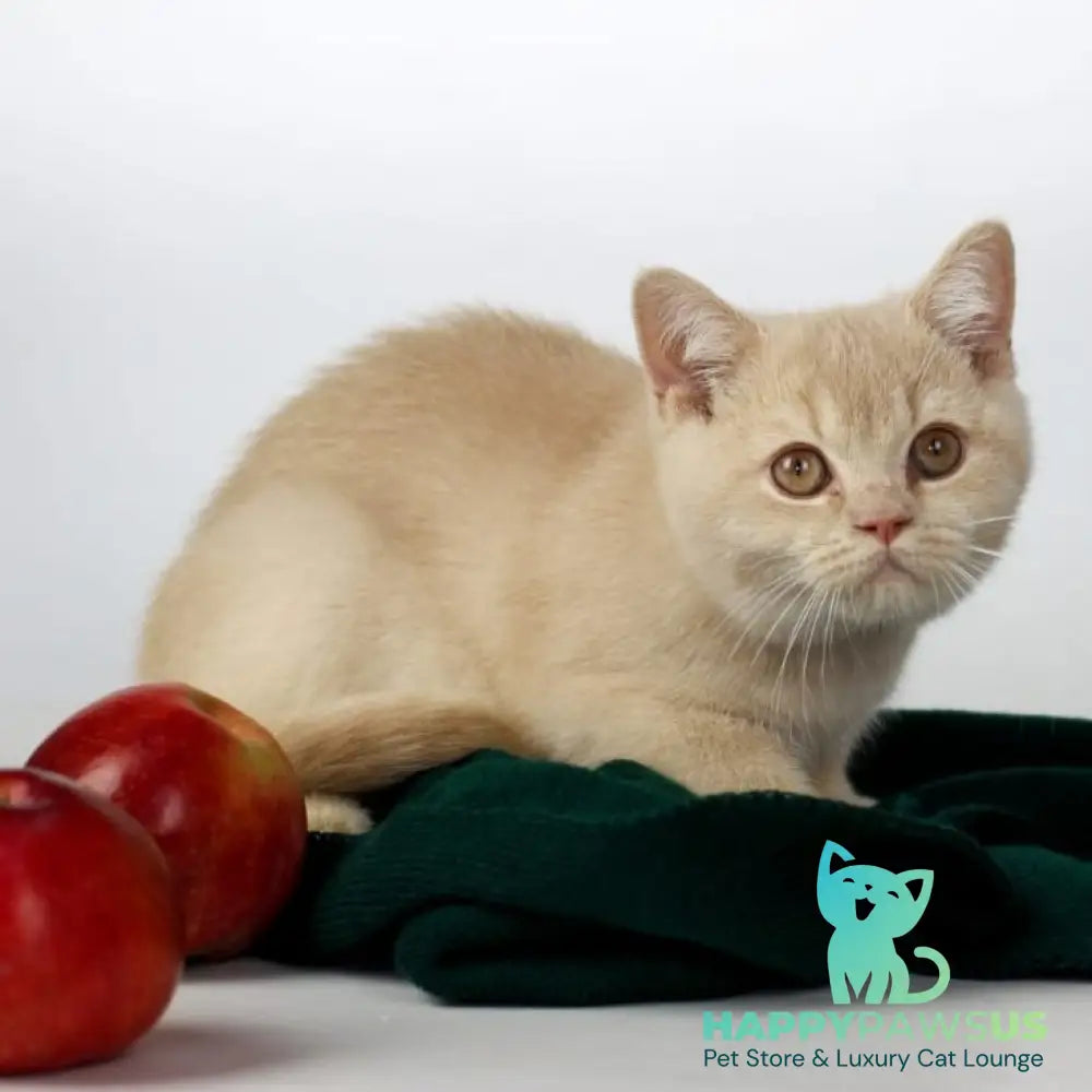 Yarik British Shorthair male cream - live animals