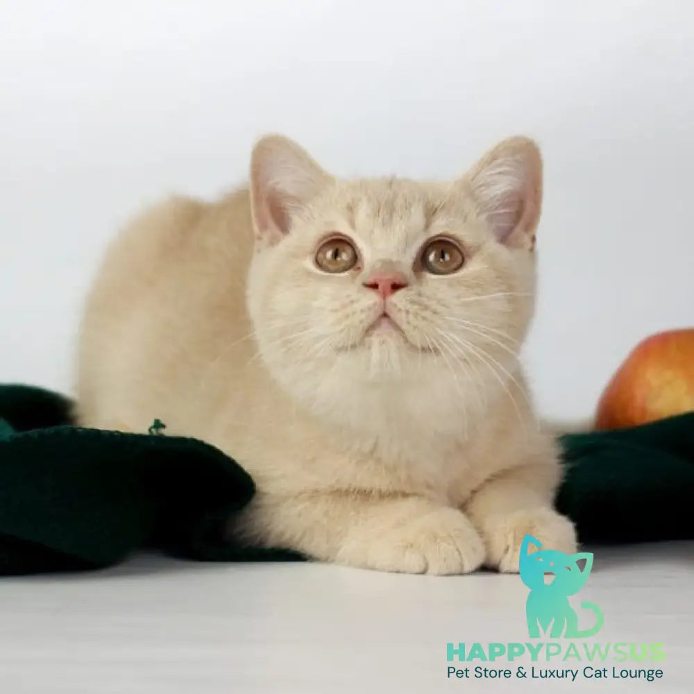 Yarik British Shorthair male cream - live animals