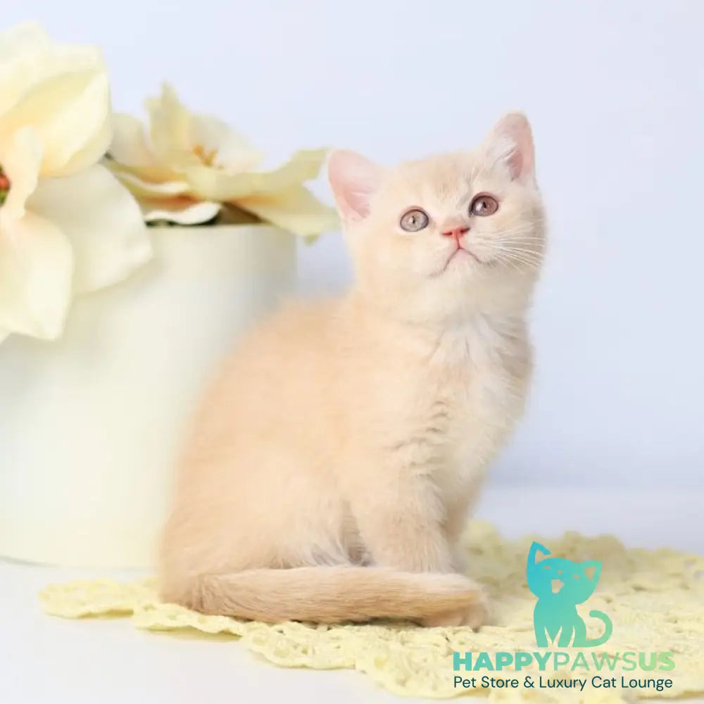 Yarik British Shorthair male cream - live animals