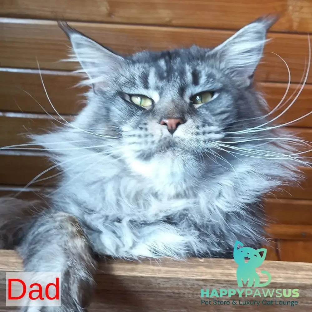 Yarik Maine Coon male black tabby - live animals