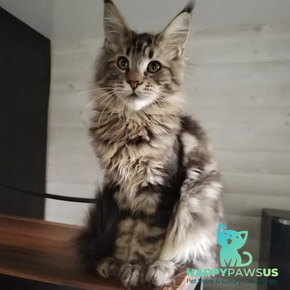 Yarik Maine Coon male black tabby - live animals