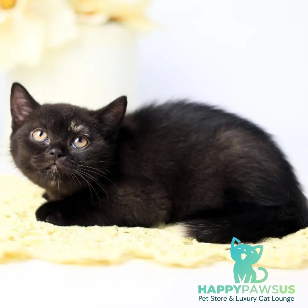 Yarina British Shorthair female black tortie - live animals