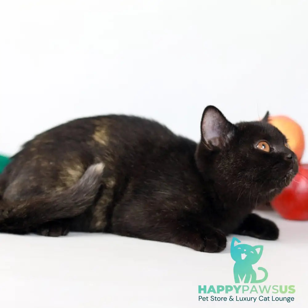 Yarina British Shorthair female black tortie - live animals