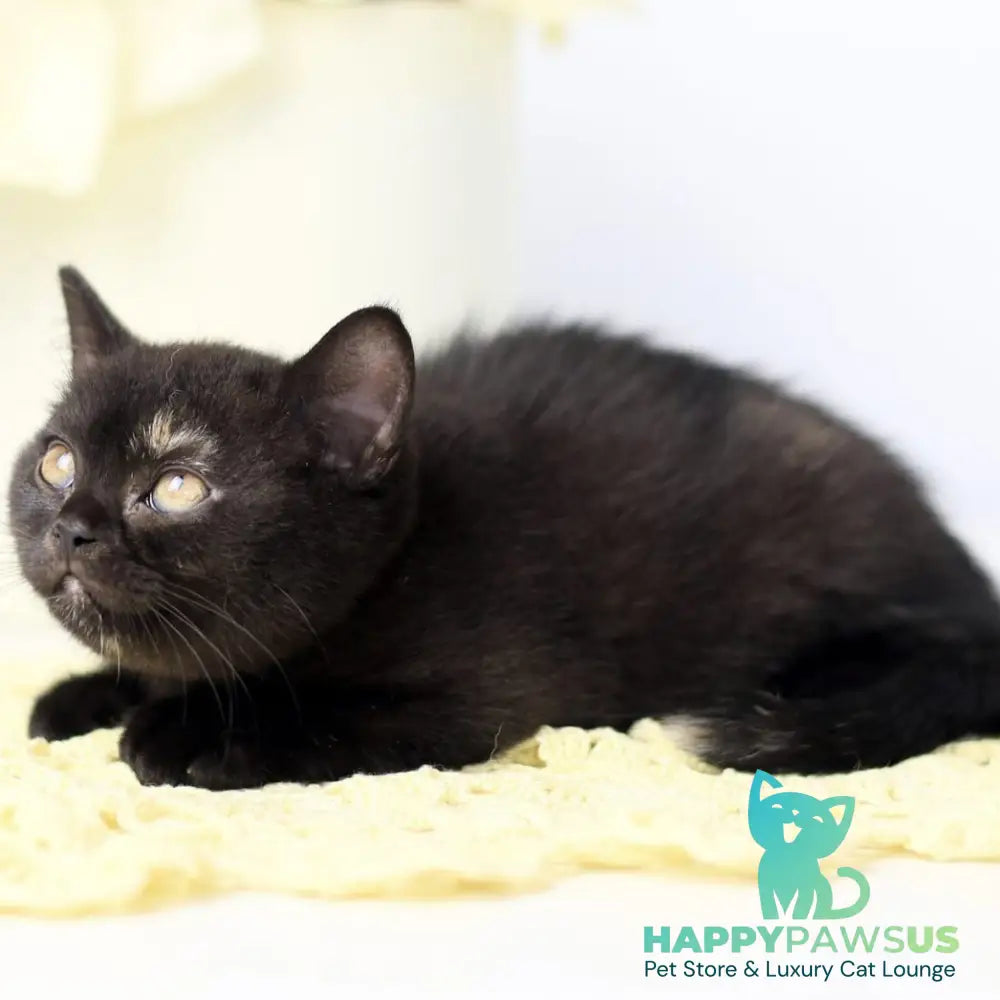 Yarina British Shorthair female black tortie - live animals