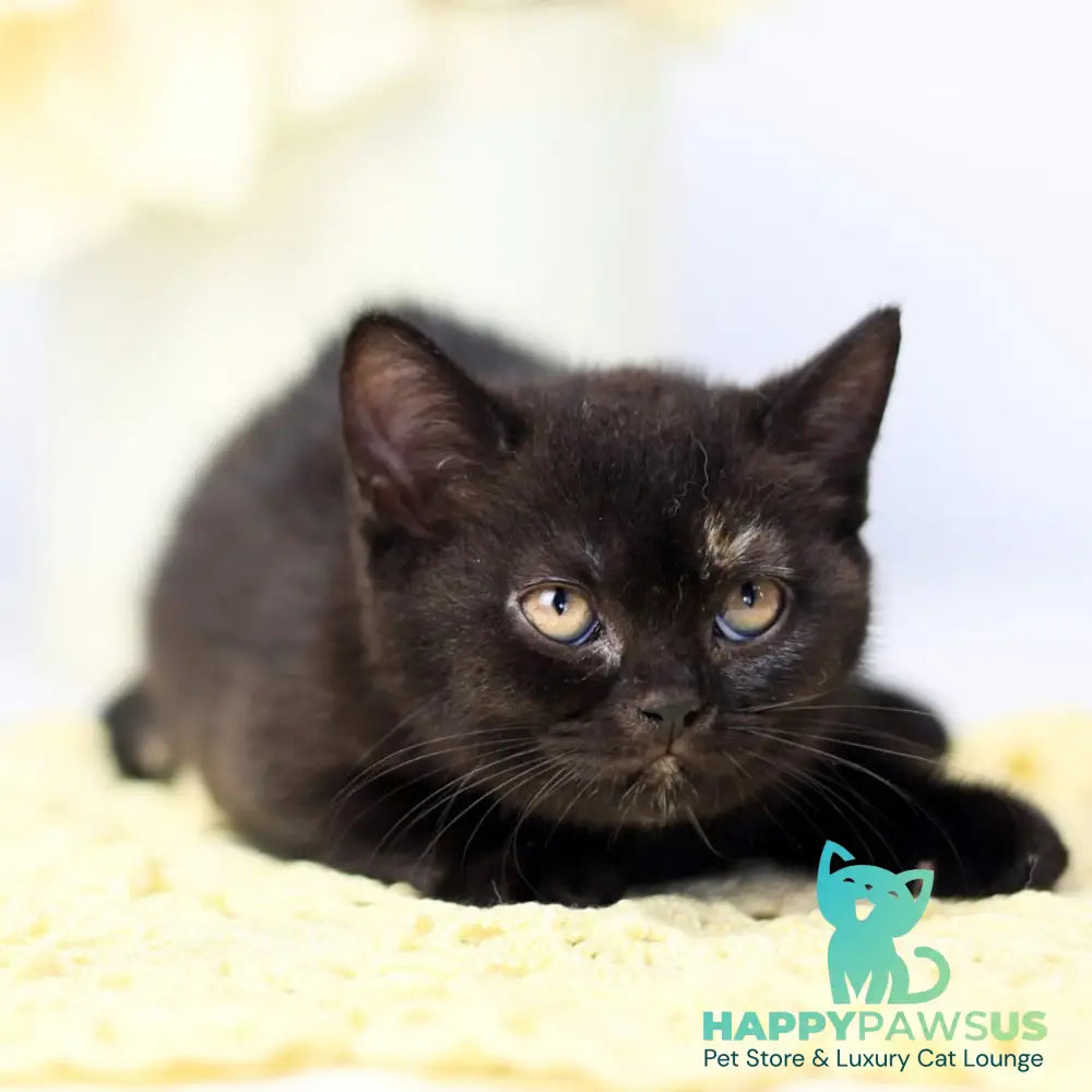 Yarina British Shorthair female black tortie - live animals