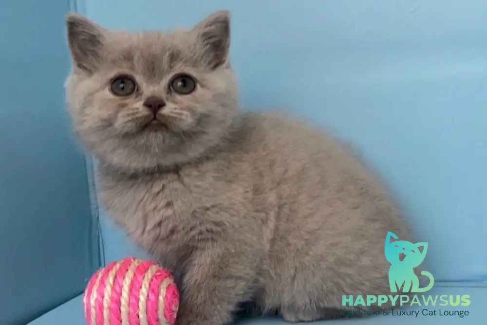 Yarina British Shorthair female lilac - live animals