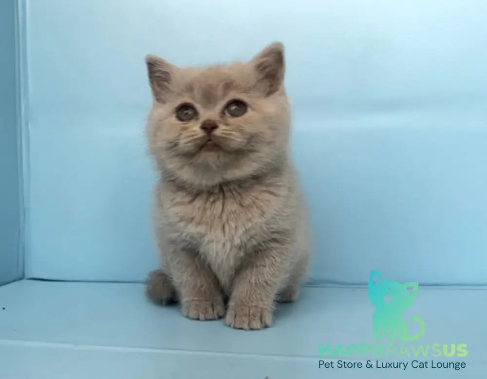 Yarina British Shorthair female lilac - live animals