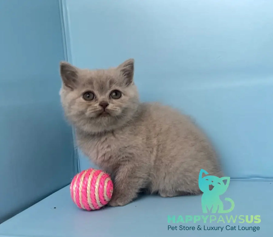 Yarina British Shorthair female lilac - live animals