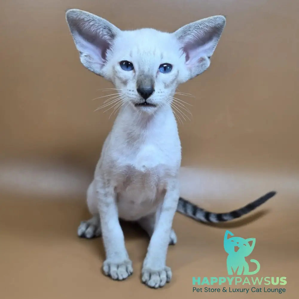 Yarina Siamese female black spotted tabby - live animals