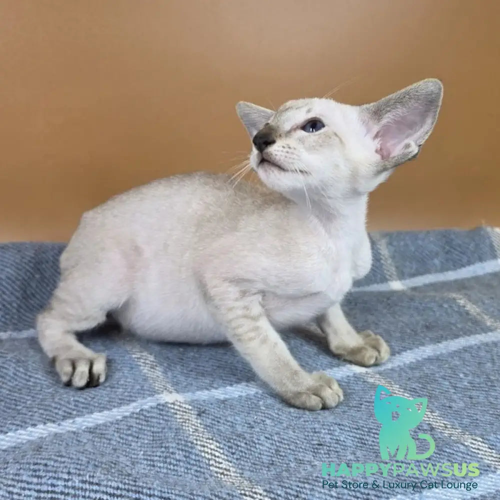 Yarina Siamese female black spotted tabby - live animals