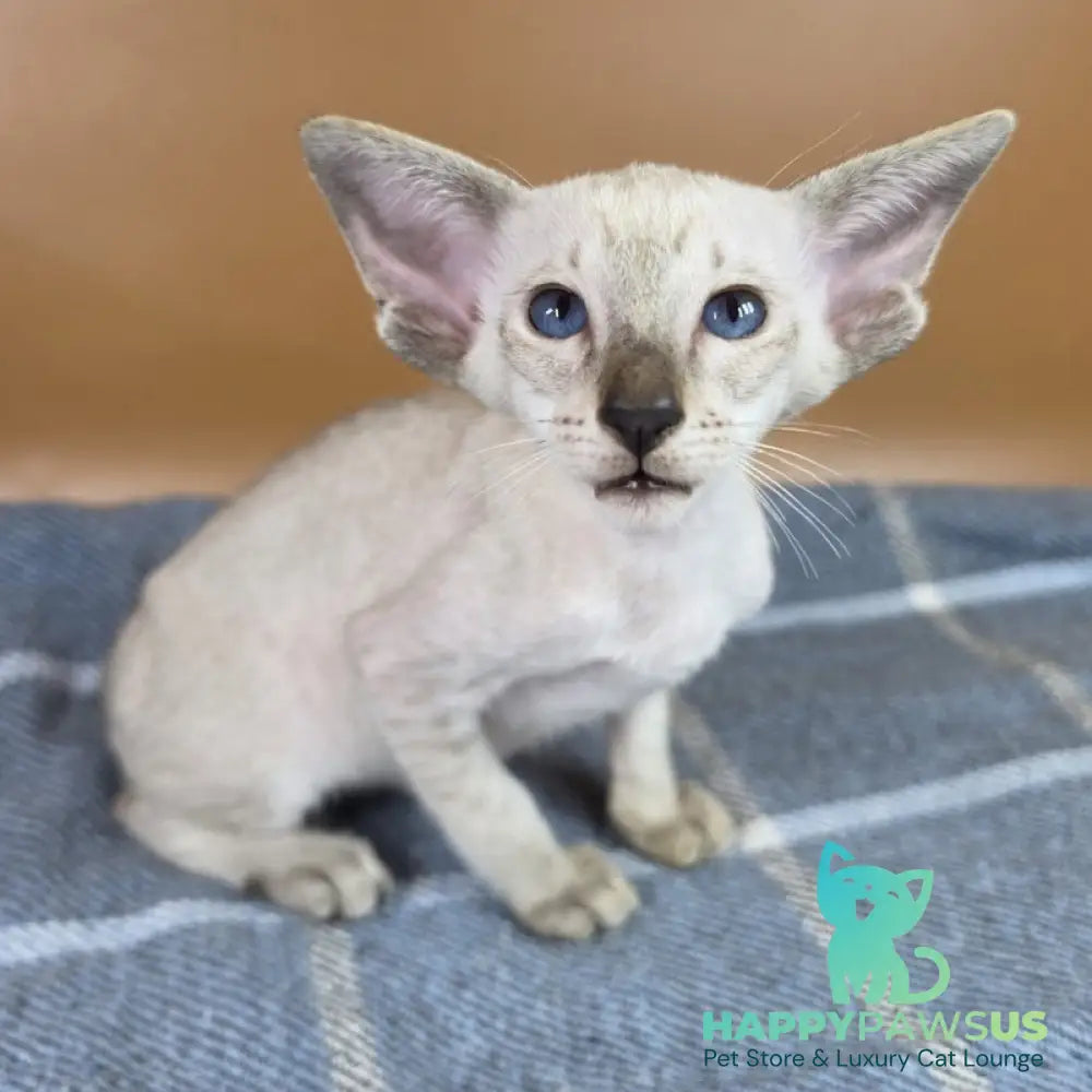 Yarina Siamese female black spotted tabby - live animals