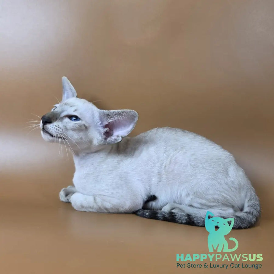 Yarina Siamese female black spotted tabby - live animals