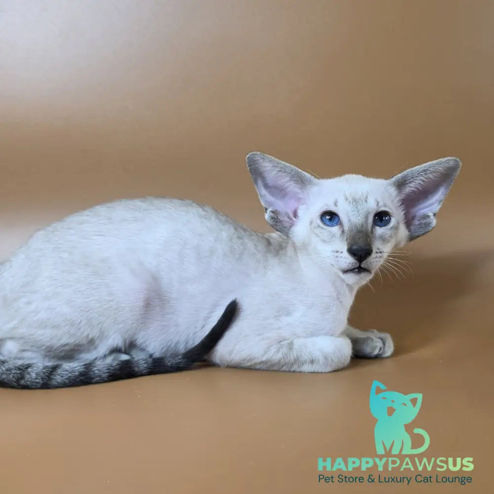 Yarina Siamese female black spotted tabby - live animals