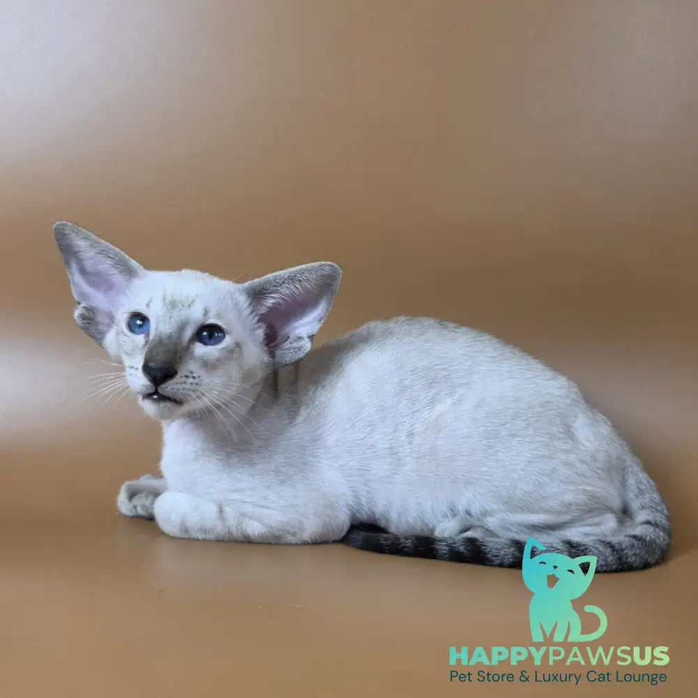 Yarina Siamese female black spotted tabby - live animals