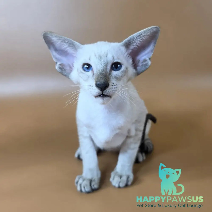 Yarina Siamese female black spotted tabby - live animals