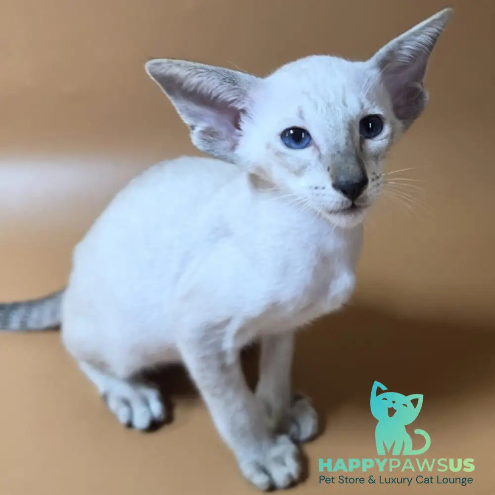 Yarina Siamese female black spotted tabby - live animals