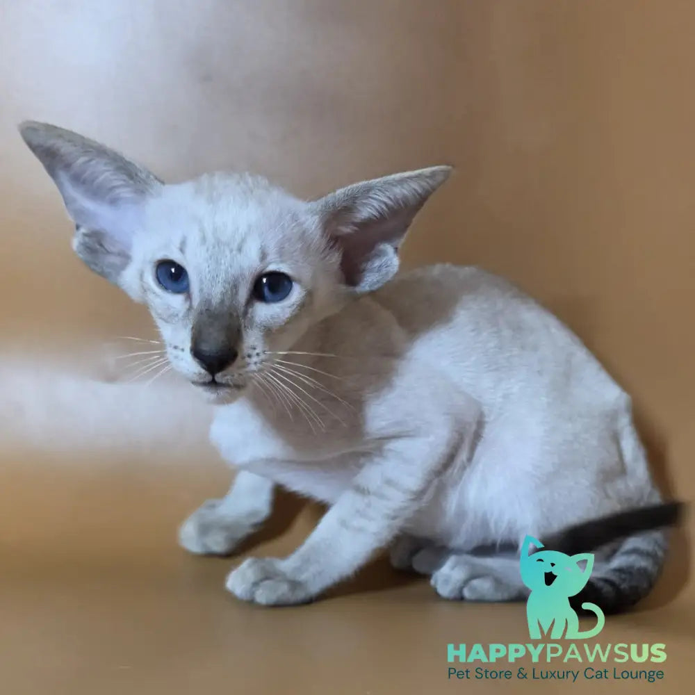 Yarina Siamese female black spotted tabby - live animals