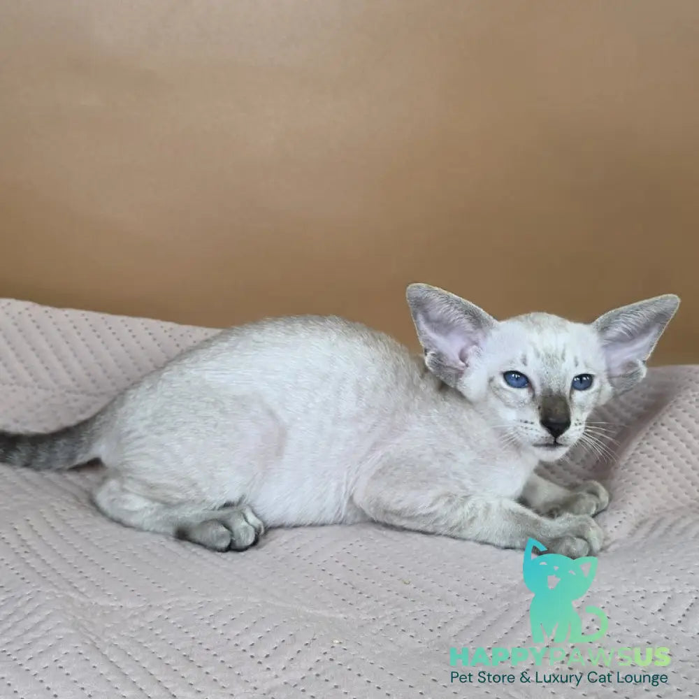Yarina Siamese female black spotted tabby - live animals