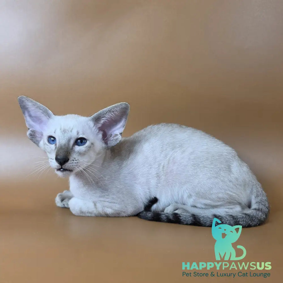 Yarina Siamese female black spotted tabby - live animals
