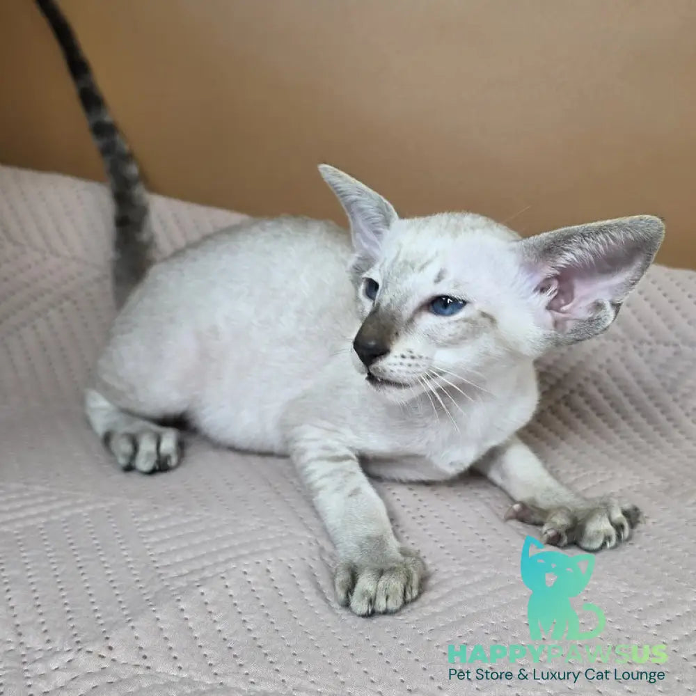 Yarina Siamese female black spotted tabby - live animals
