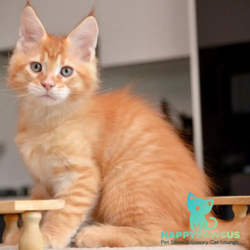 Yarion Maine Coon male red tabby - live animals