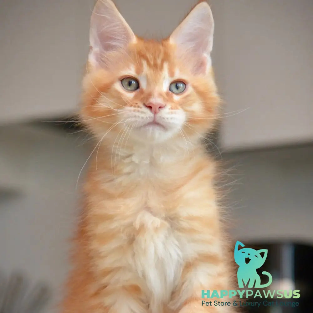Yarion Maine Coon male red tabby - live animals