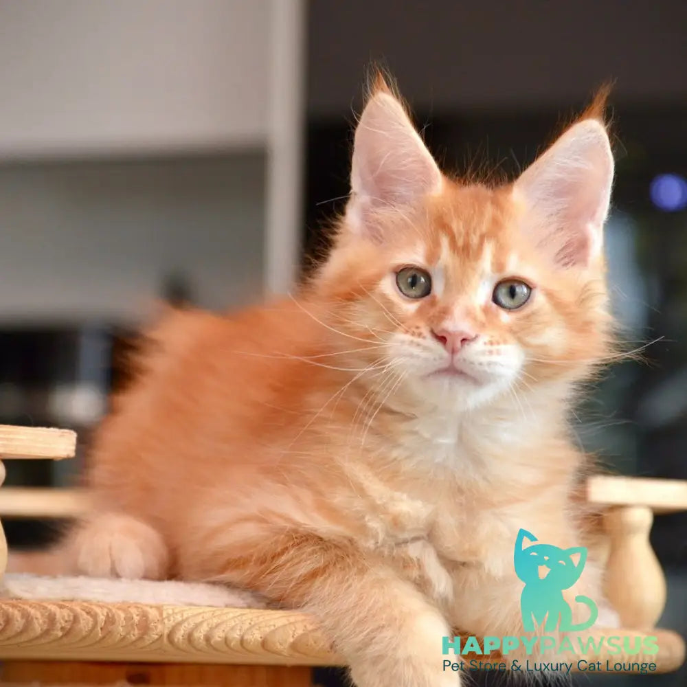 Yarion Maine Coon male red tabby - live animals
